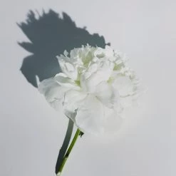 Abel Odor Bathroom White Vetiver – A Cool, Fresh Wood 9 Abel Odor Bathroom White Vetiver – A Cool, Fresh Wood