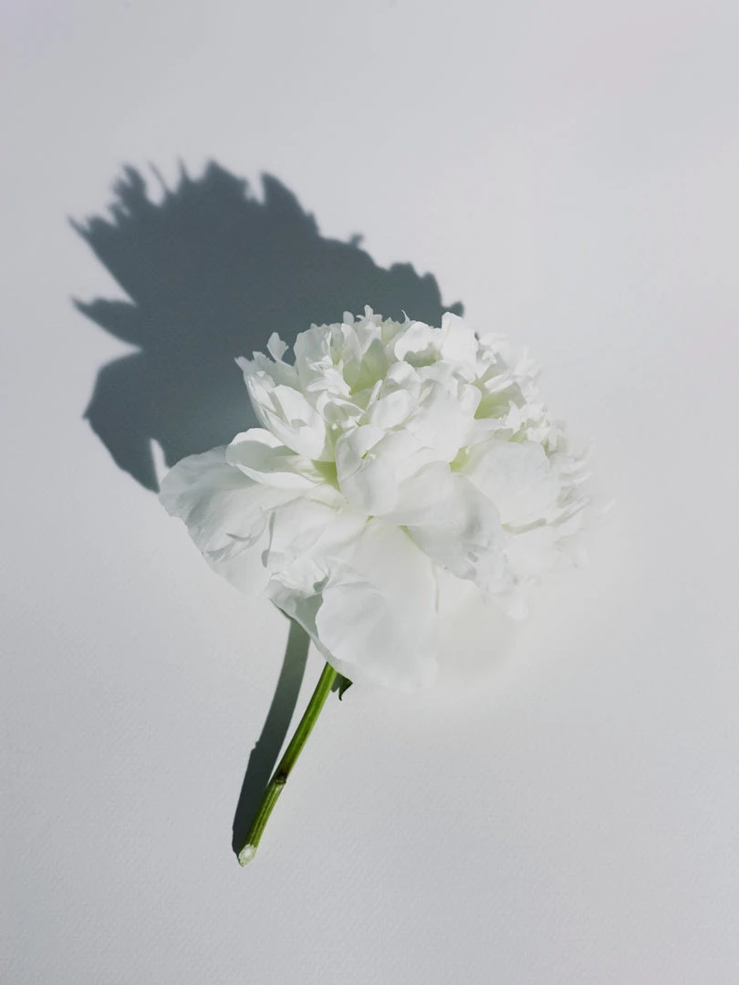 Abel Odor Bathroom White Vetiver – A Cool, Fresh Wood 3 Abel Odor Bathroom White Vetiver – A Cool, Fresh Wood