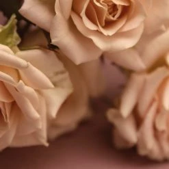 Abel Odor Pink Iris – A Contemporary, Classic Floral Bathroom