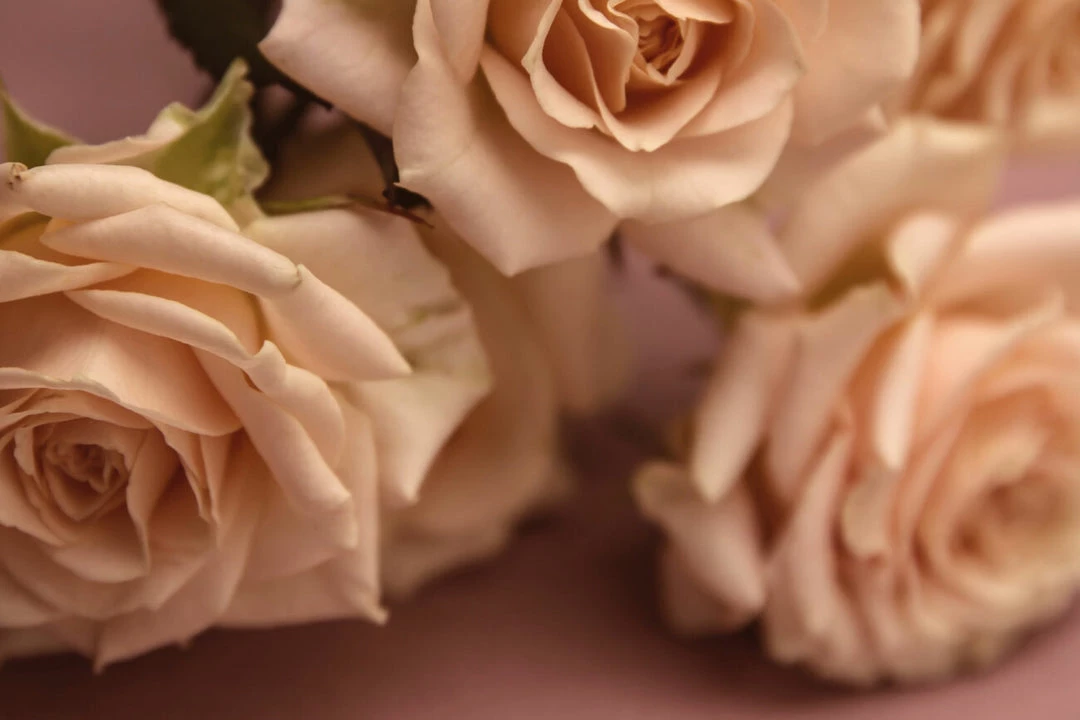 Abel Odor Pink Iris – A Contemporary, Classic Floral Bathroom 2 Abel Odor Pink Iris – A Contemporary, Classic Floral Bathroom