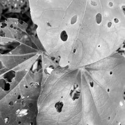 Kaputi Studio Kawakawa Vitality <$50 8 Kaputi Studio Kawakawa Vitality <$50