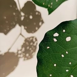 MARAMA Cooling Down – Body Soap EOS Sale* 9 MARAMA Cooling Down – Body Soap EOS Sale*