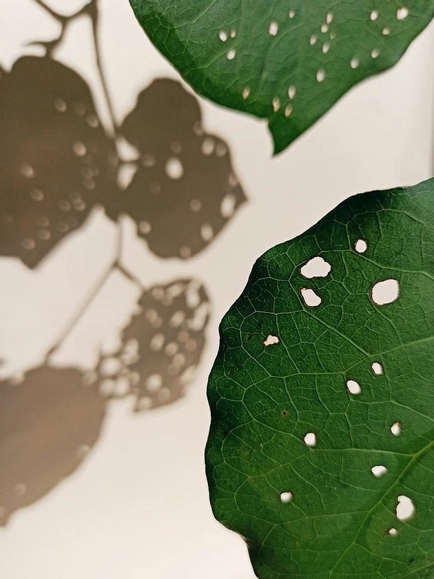 MARAMA Cooling Down – Body Soap EOS Sale* 4 MARAMA Cooling Down – Body Soap EOS Sale*