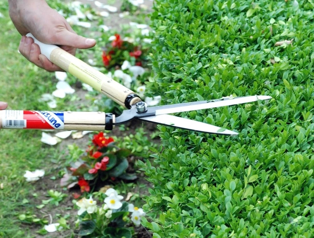 Okatsune Japanese Hedge Shears – №217 Short Handled Gifts For Her 5 Okatsune Japanese Hedge Shears – №217 Short Handled Gifts For Her