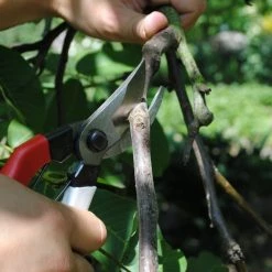 Okatsune Japanese Secateurs – №103 Gifts For Her 13 Okatsune Japanese Secateurs – №103 Gifts For Her