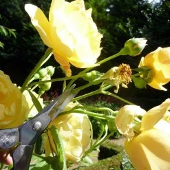 Okatsune Japanese Snips – №304