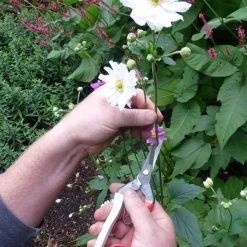 Okatsune Japanese Snips – №304