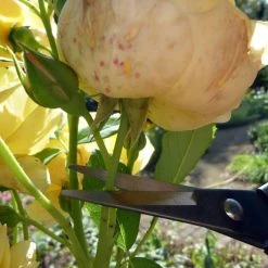 Okatsune Japanese Snips – №304