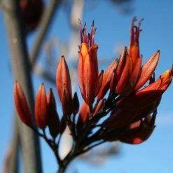 Real World Bathroom Blood Orange & Harakeke Hand Cream 60ml