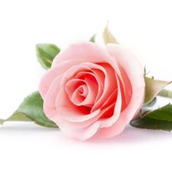 Real World Bathroom Manuka Honey & Rose Hand Cream - 60πβ 11 Real World Bathroom Manuka Honey & Rose Hand Cream - 60πβ