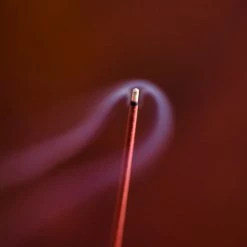 Senko Moss Garden – Nokiba