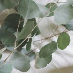 So.Ah Refreshing Mint Soap – Nourish EOS Sale*